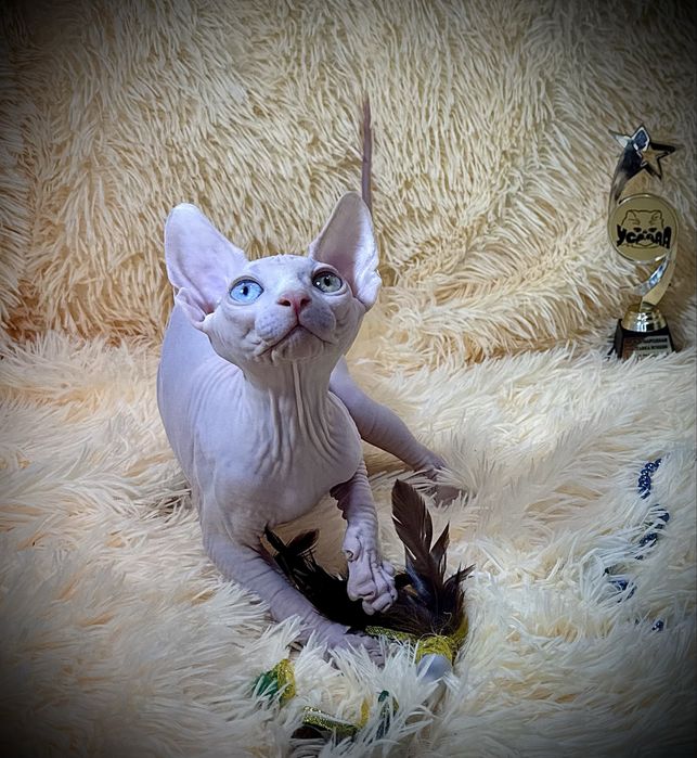 Разноглазый Канадский сфинкс, клуб родословная WCF, доставка заграницу