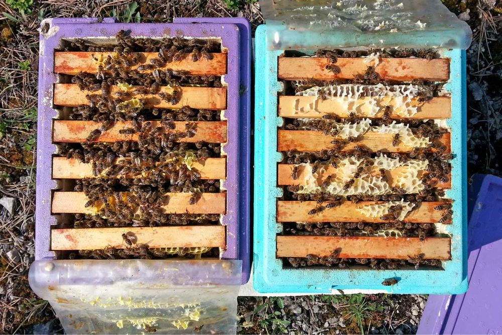 Пчеломатки Карніка Peschetz line VT 1-1 бджоломатки,матка