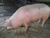 Продам свиней по 250 кг, м*ясні