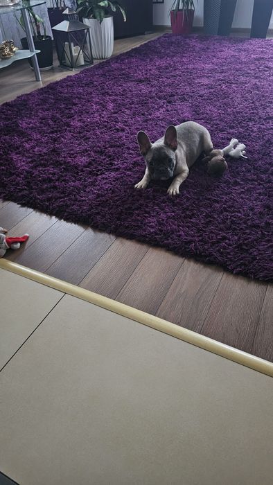 Piękny Buldog Francuski