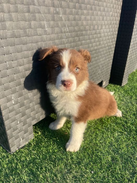 Border collie 2 meses