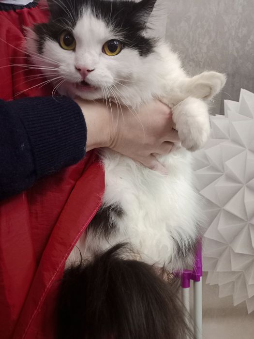 Котята в добрі руки .