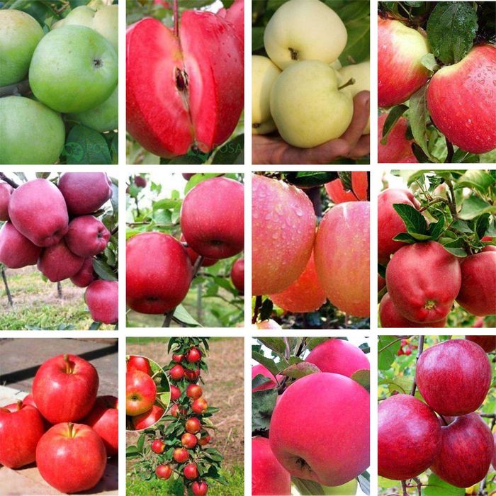 Саженцы плодовых деревьев, роз и кустарников в питомнике Агродиво