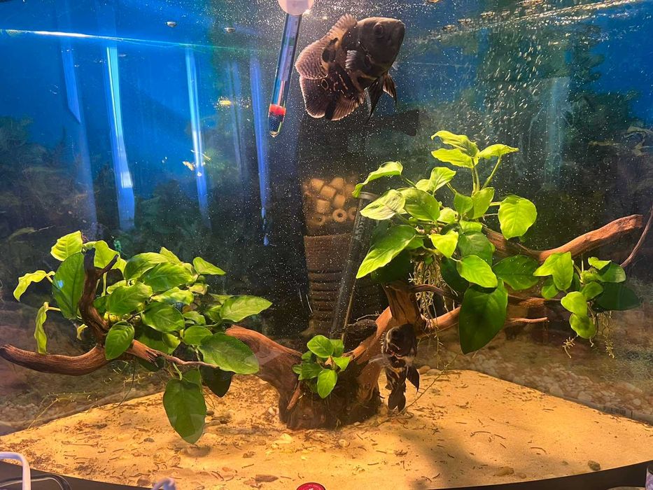 wystrój akwarium, drzewo do akwarium