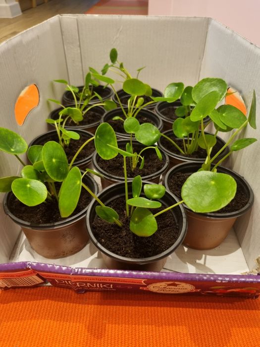 Pilea Pieniążek sadzonki
