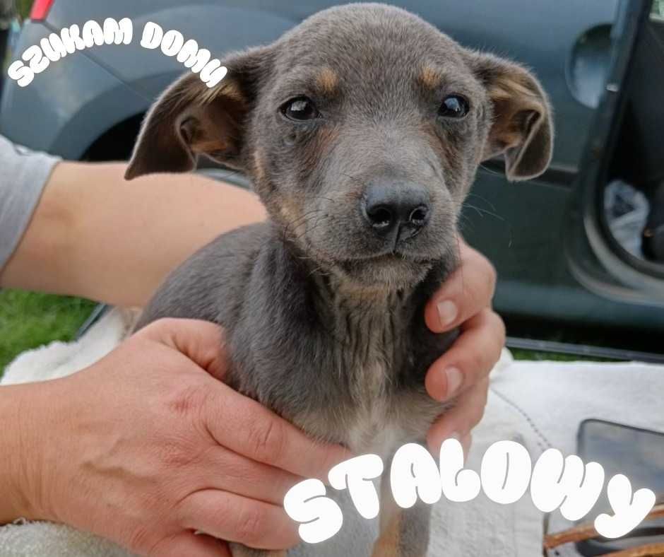Szczeniaki do adopcji - uratowane maluchy