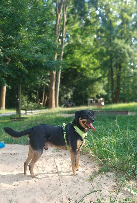 Młodziutki, wesoły, przyjazny Oluś czeka na domek. Adopcja!