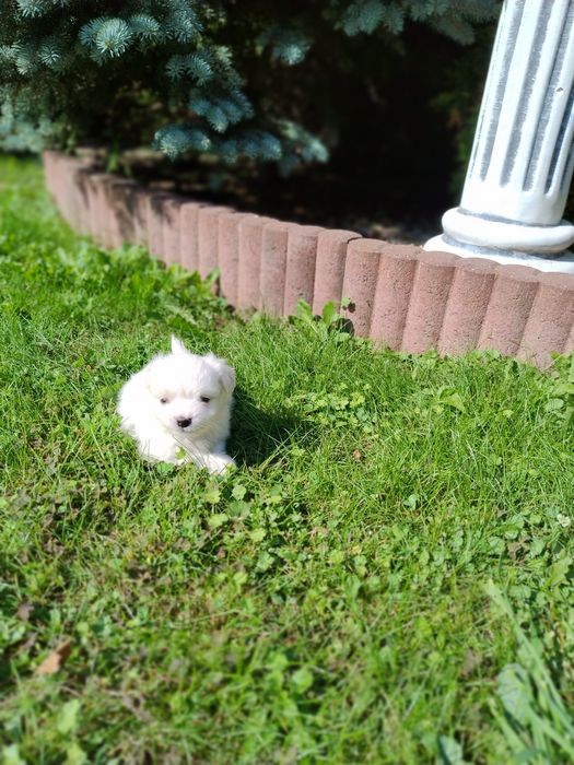 Цуценята мальтезе мальтійські болонки