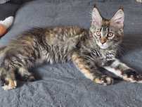 Gotowa do odbioru Srebrna Kotka Maine Coon z rodowodem FPL