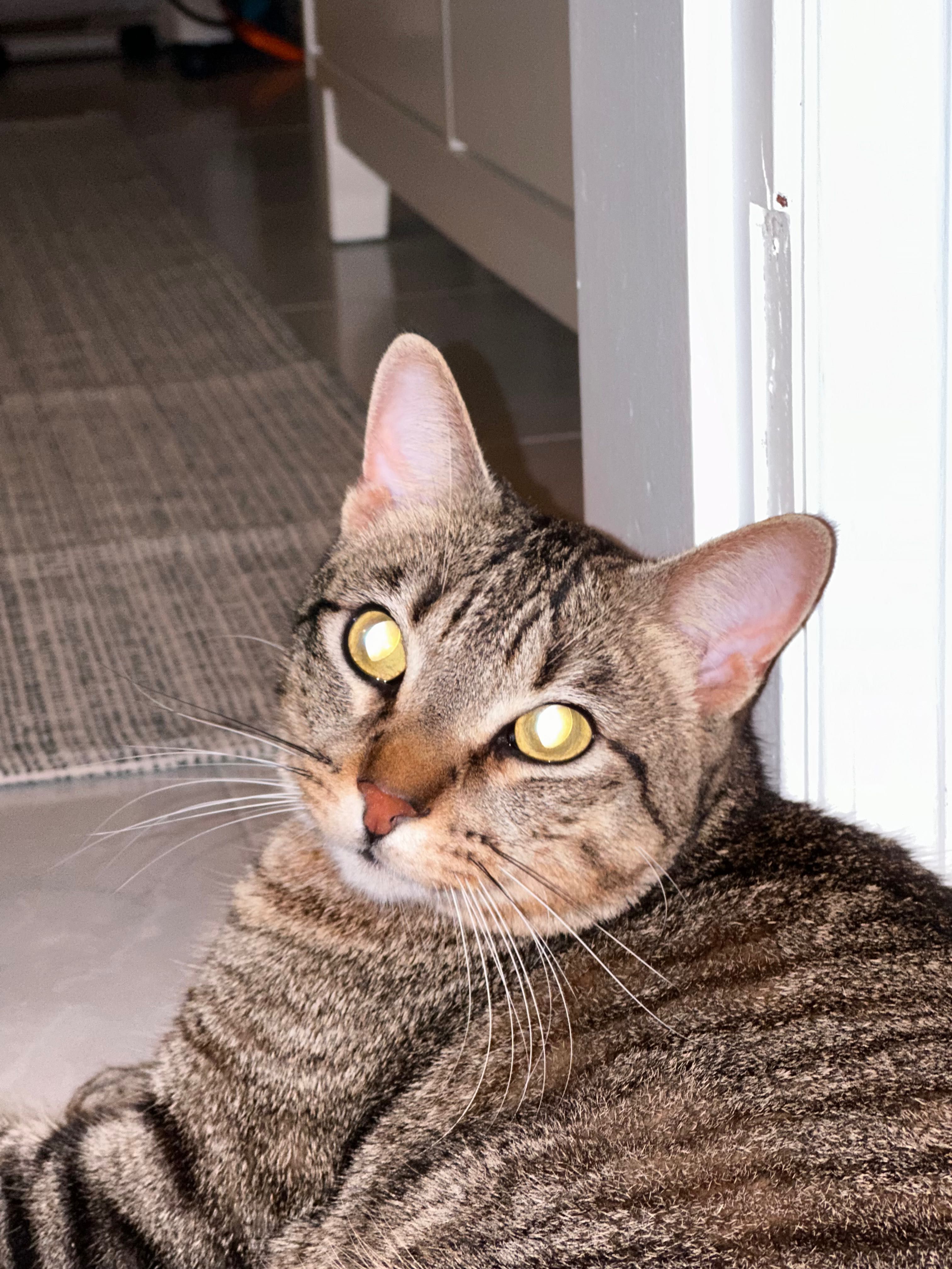Adoção gato macho