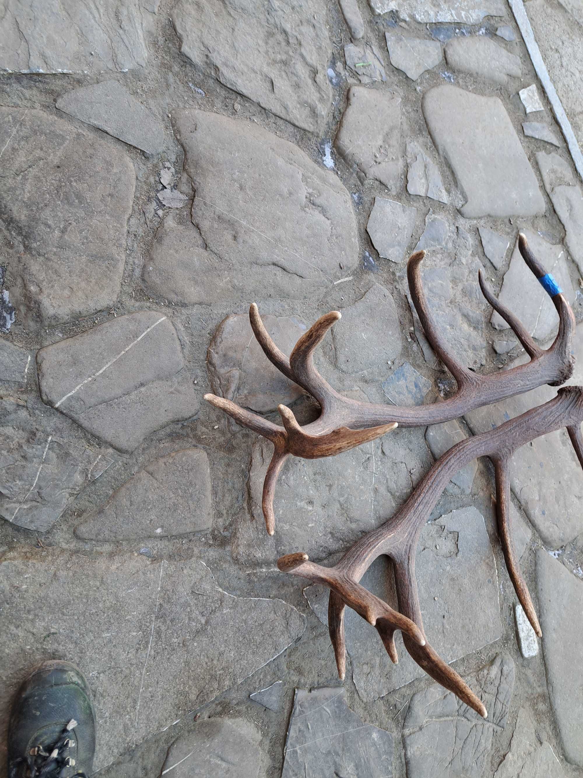 8,4kg poroze para rogi wieniec zrzuty