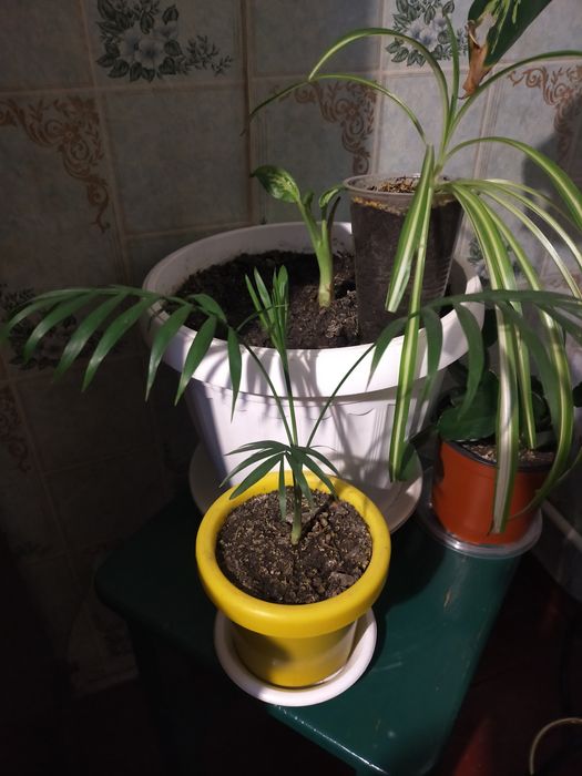 Продам цветы, цены разные, звоните.