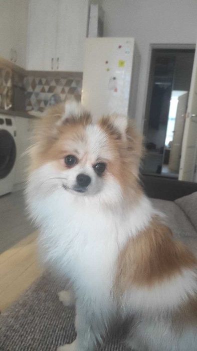 Вязка, шпіц померанець