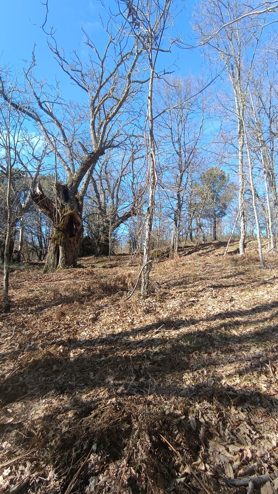 Limpeza de terrenos
