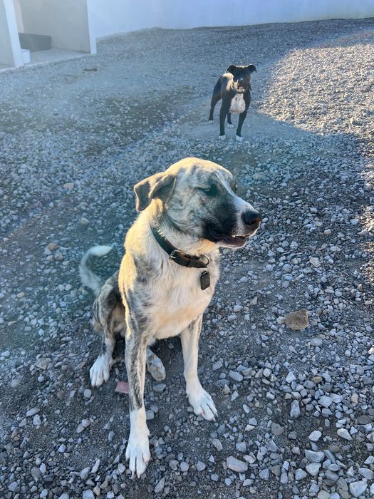 Cao para dar de 2 anos