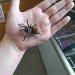 Chromatopelma cyaneopubescens l4
