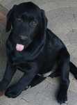 Labrador Retriever PIESEK