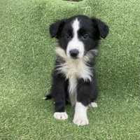 Border Collie Preto/Branco Macho