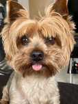PET SITTING E DOG WALKING