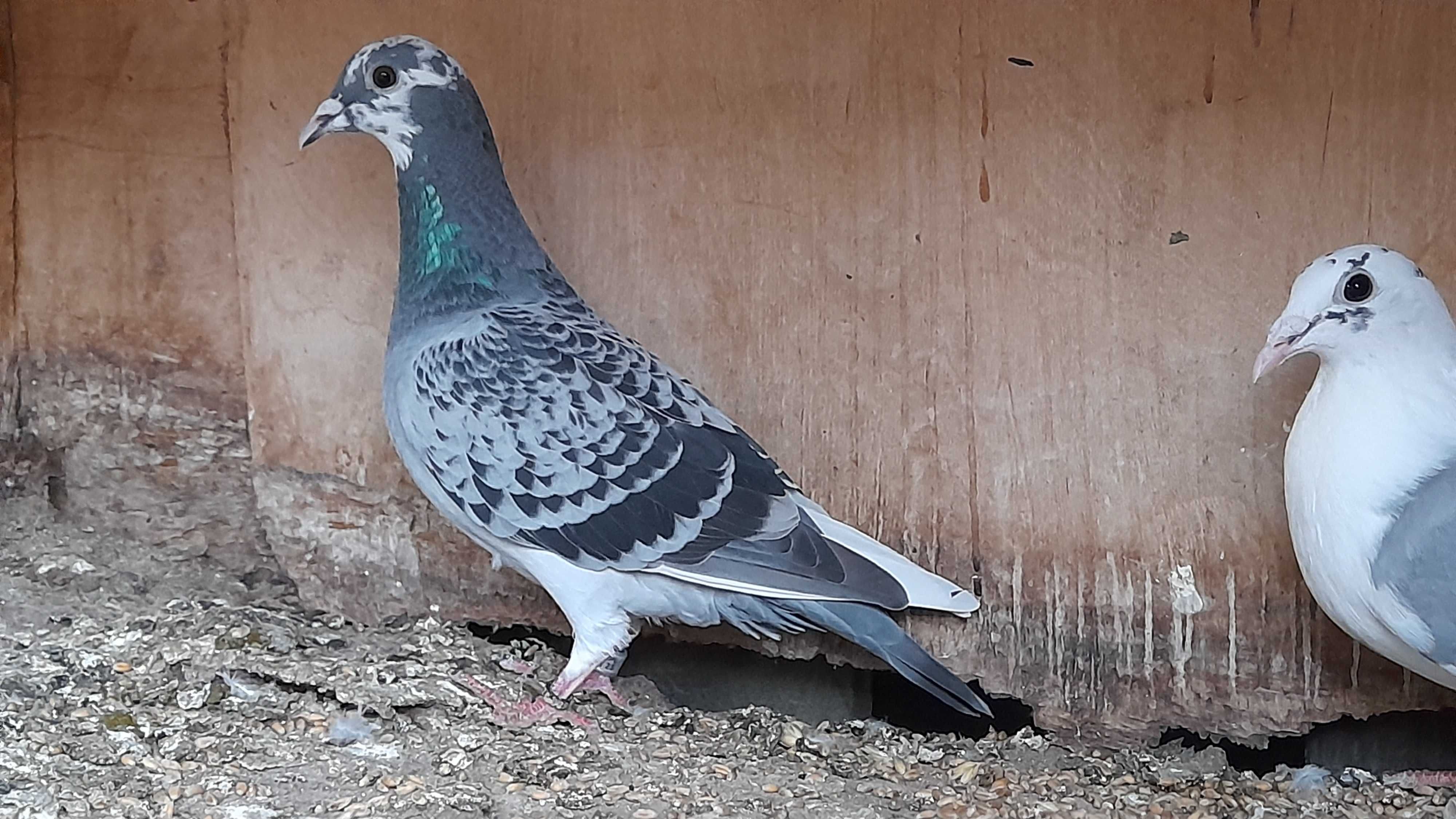 golebie pocztowe