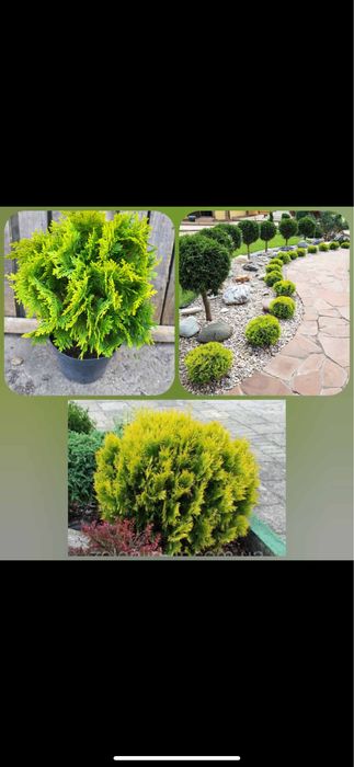 Гарні кущіки Міріам Даніка