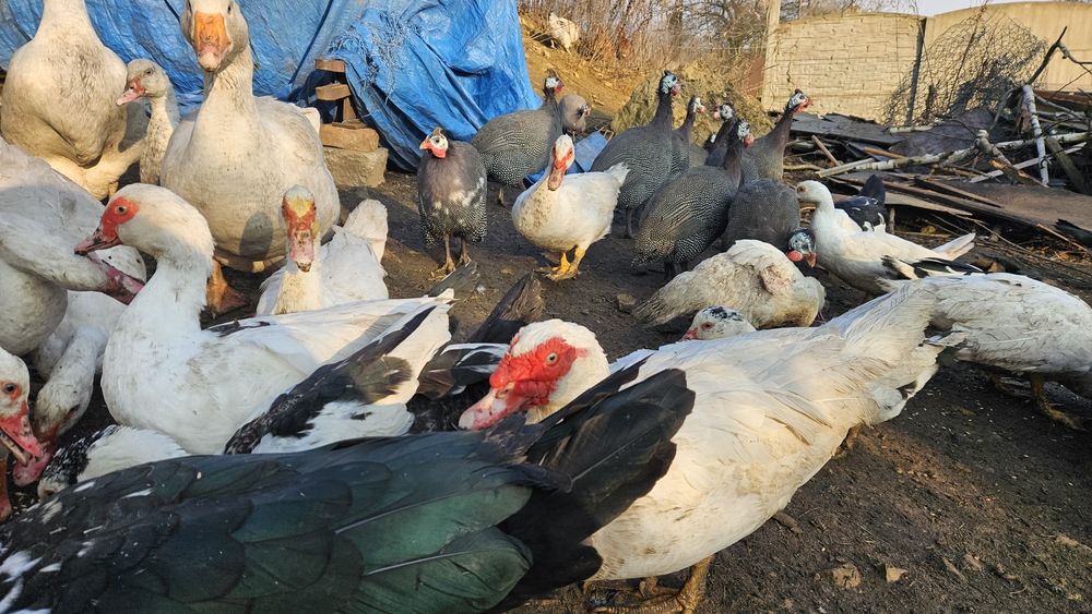 Gęsi białe Swojskie