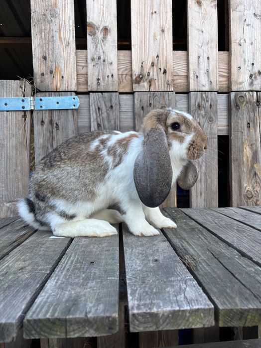 Baran Francuski, Srokacz Olbrzym