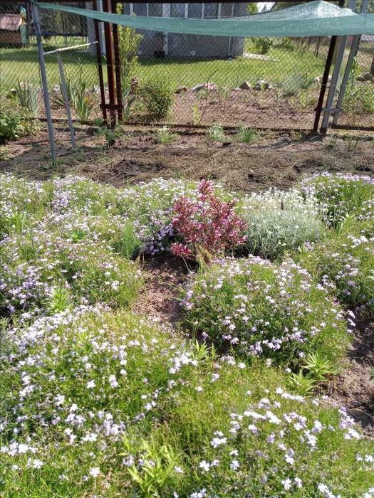 Облагороджена дачна ділянка з садовим будинком!