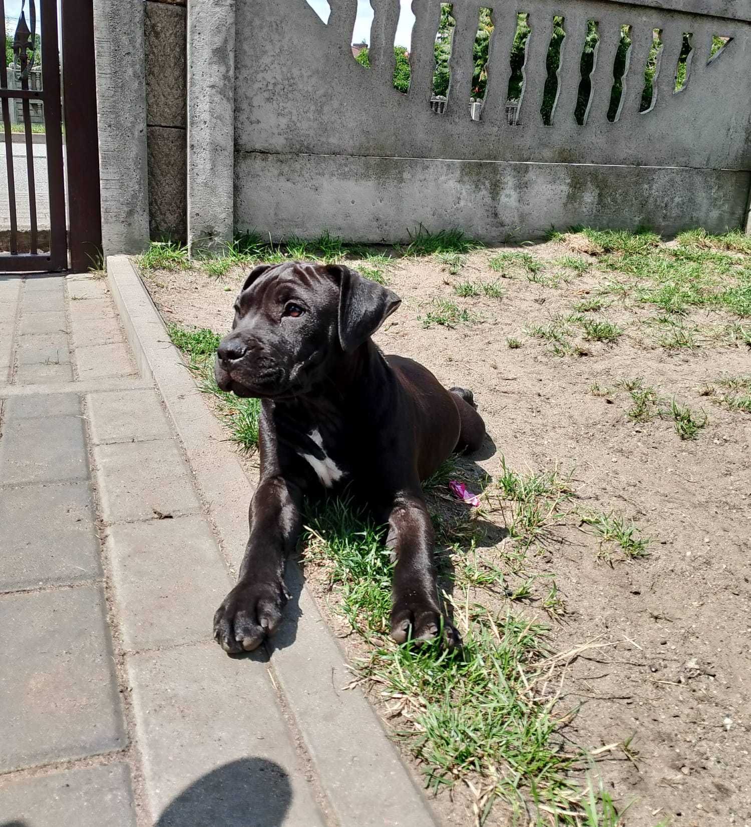 Piękny Szczeniak American Staffordshire Terier .suczka