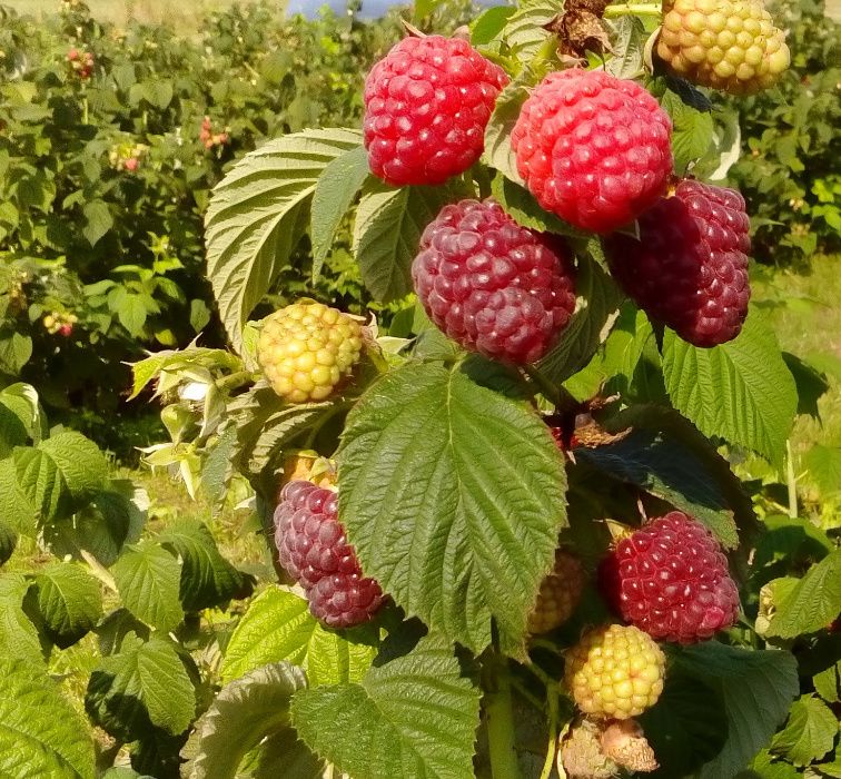 Polesie Poemat Polonez Pokusa Jeżyna POLAR Tadmor, Cascade Deliight