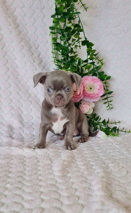 Excecional bonequinha lilac Chihuahua/Chiuaua. LinhagemRussa