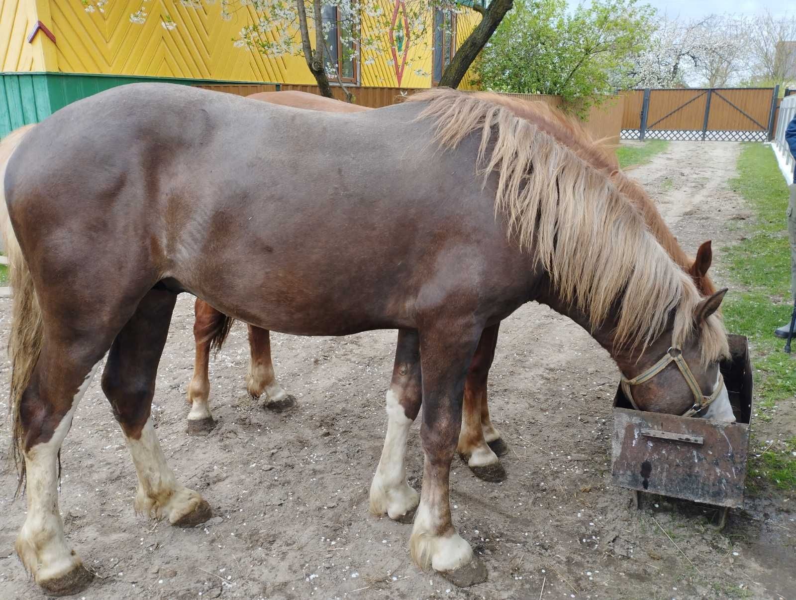 Продам жеребця, 2 роки