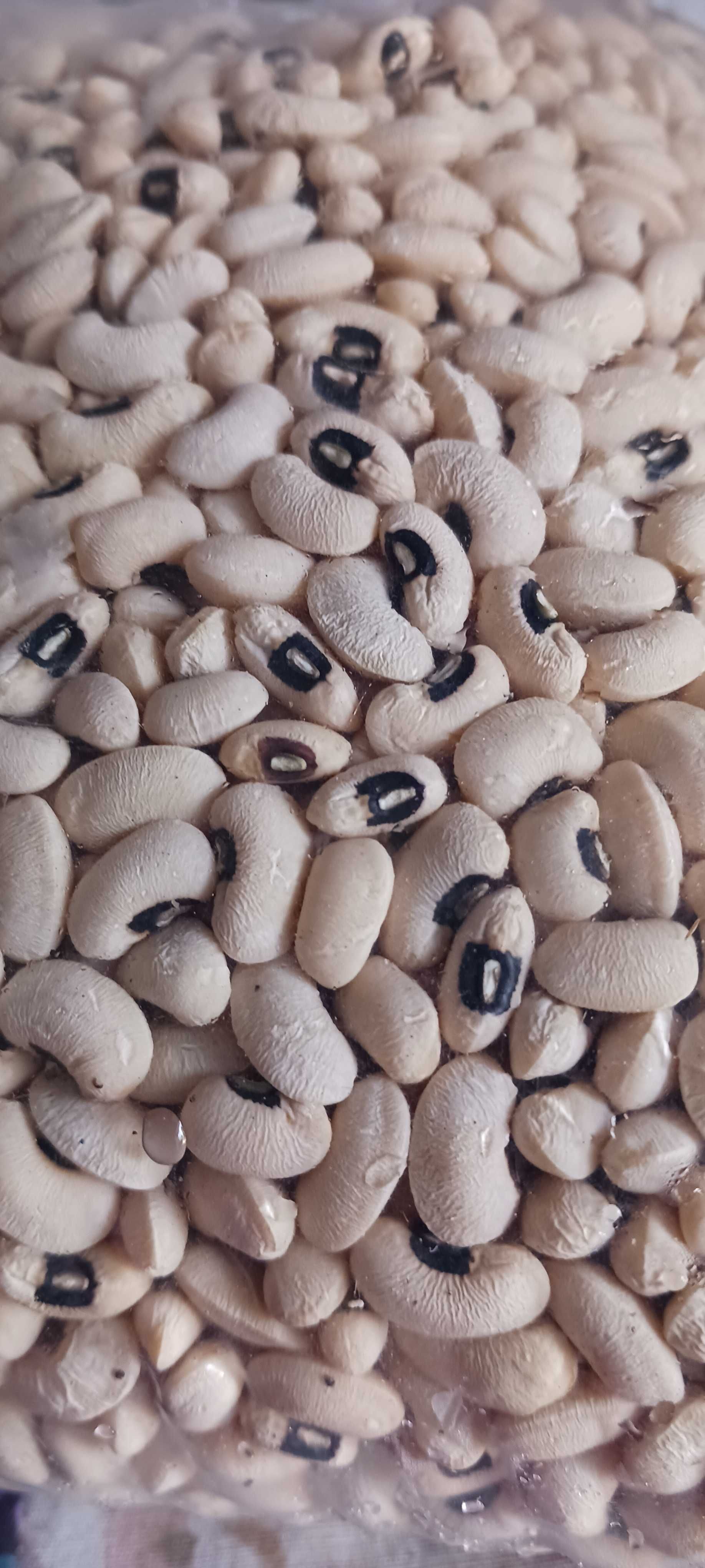 Leguminosas produção biológica