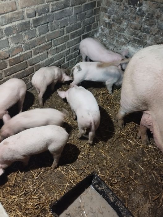 Продам поросят породи f1