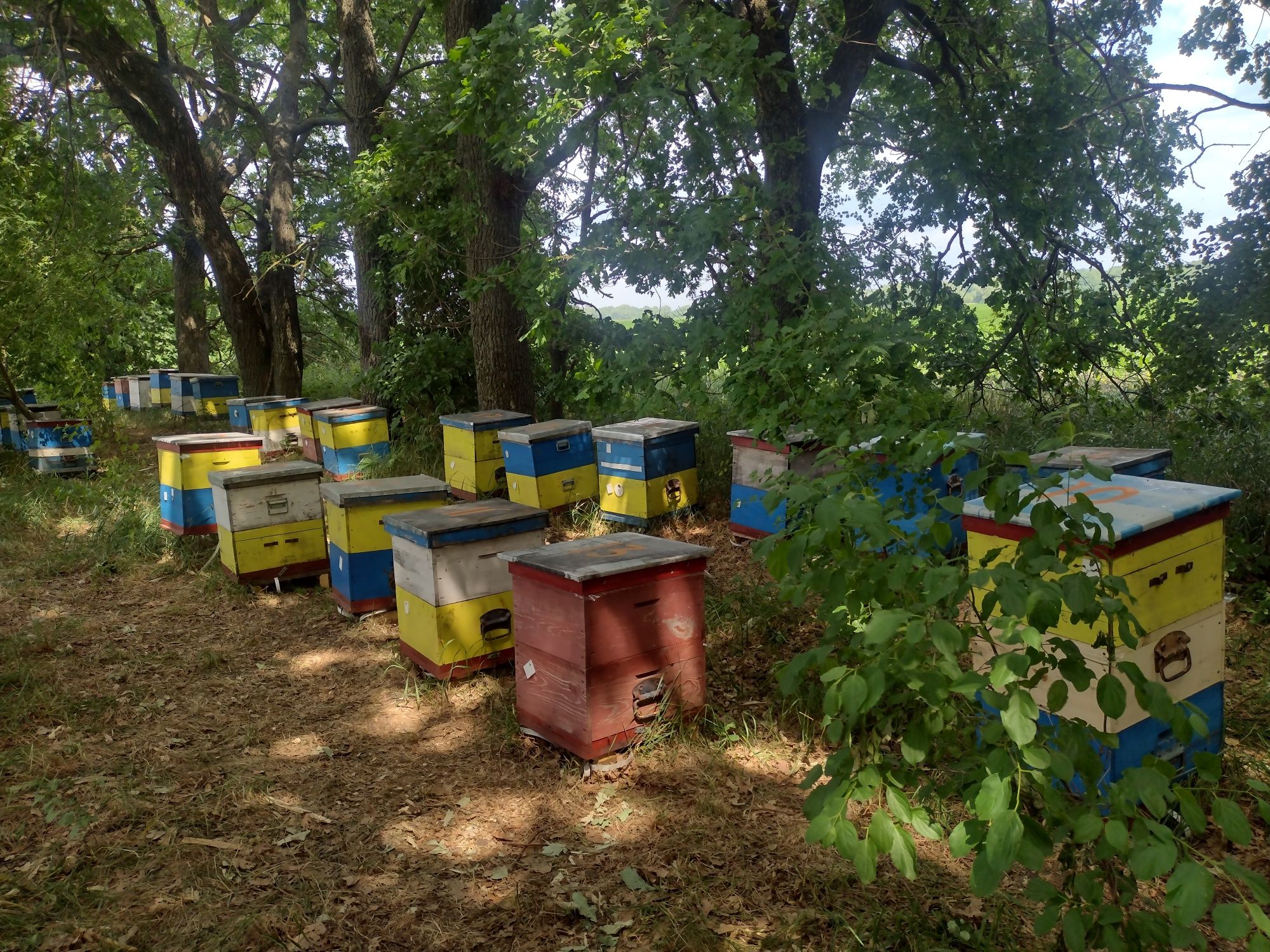 Бджолосім'ї, бджолопакети