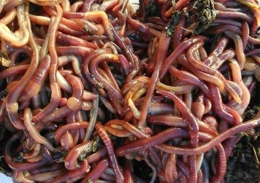 Minhocas Californianas — Pesca • Compostagem • Alimentação Animal (5€)