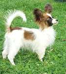 Papillon, Spaniel Miniaturowy Kontynentalny piesek sobolowy ZKwP FCI