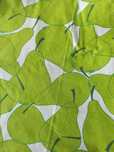 Okrągły obrus Sommar Ikea średnica 145 cm NOWY 100% bawełna