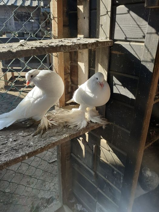 Sprzedam parę garłaczy pomorskich