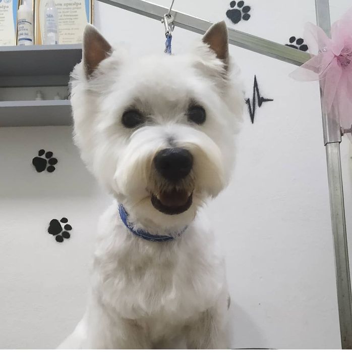 Стрижка собак в Харькове