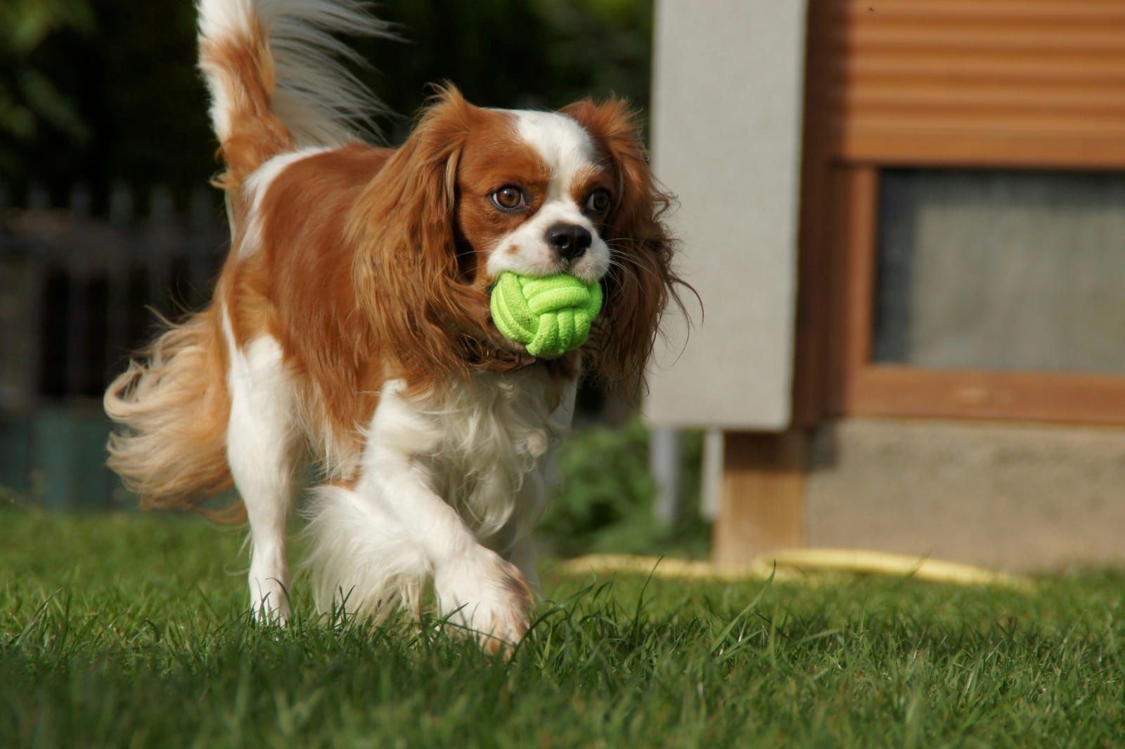 Reproduktor Cavalier King Charles Spaniel