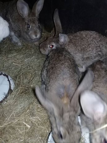 Кролики крілики, різні
