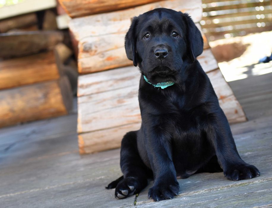 Śliczny szczeniak Labrador Retriever FCI