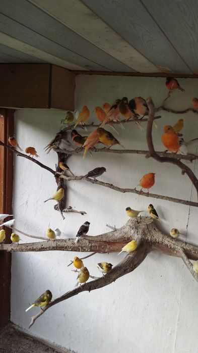 Sprzedam kanarki 80zł