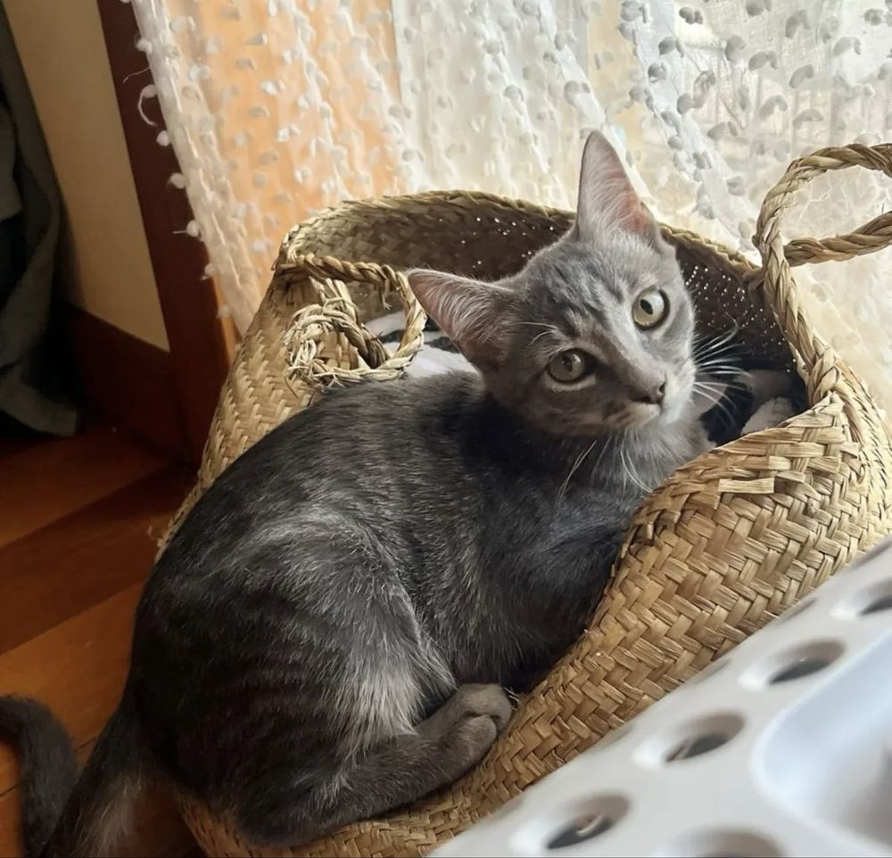 Gatinho com 4 meses para adoção resposável