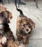 Uroczy piesek Yorkshire Terrier