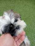 Shih tzu śliczny chłopczyk tricolor