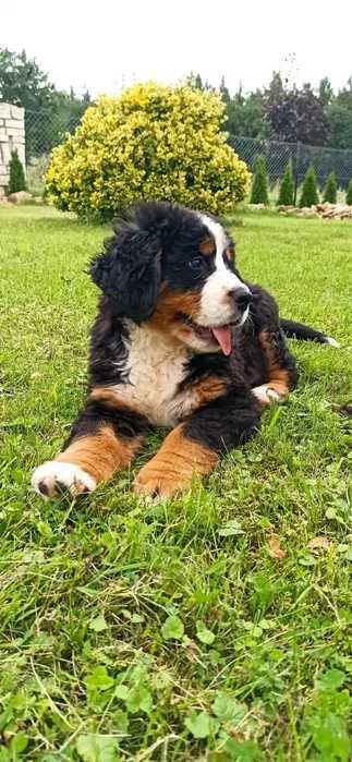 Bouvier Bernois disponível