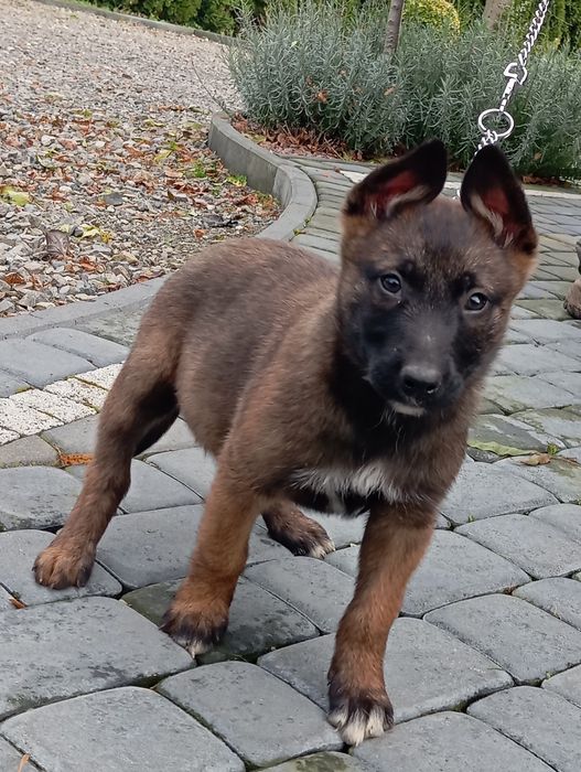 Sprzedam Owczarka Belgijskiego Malinois