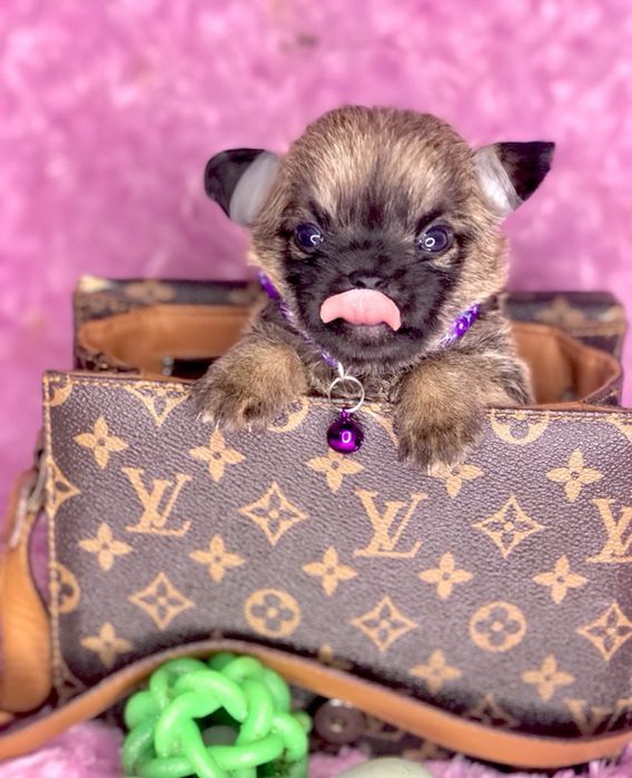 Малюки Чихуа до Свят